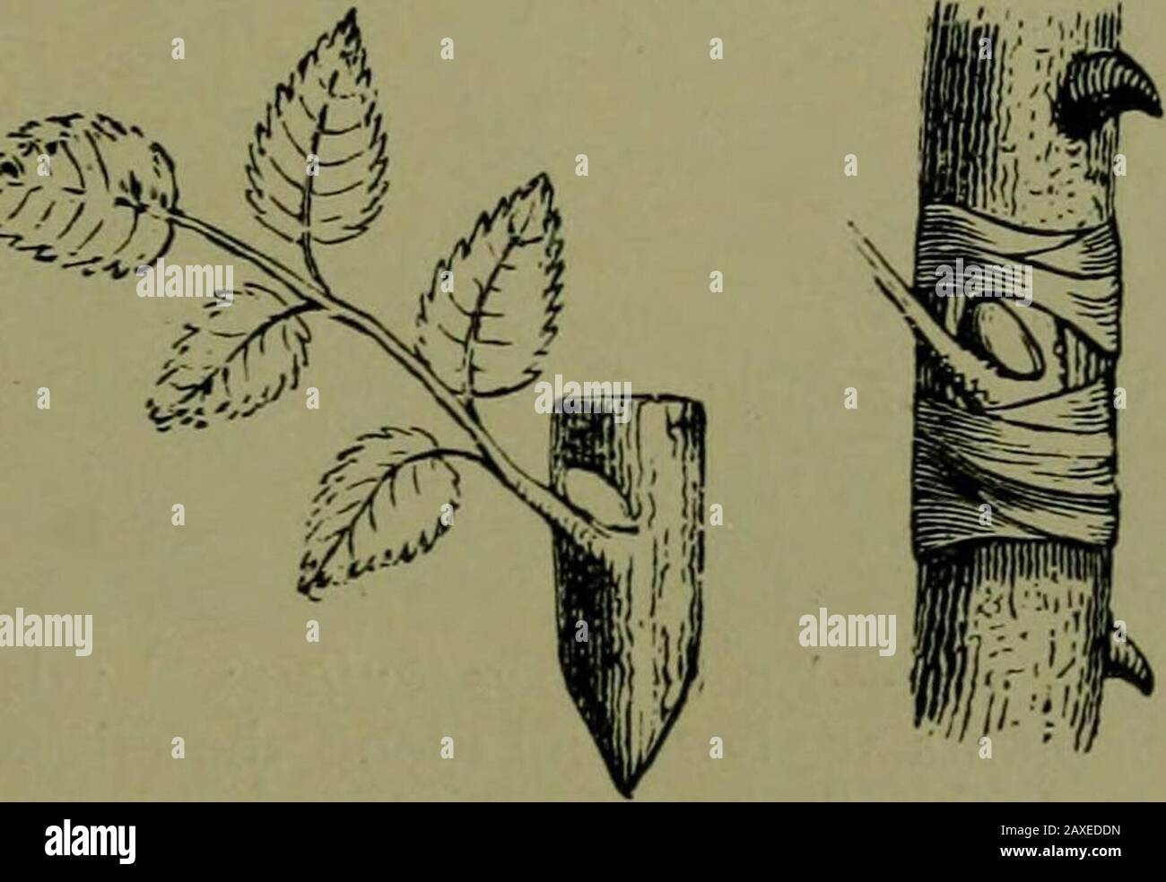 Plants and their ways in South Africa . Fig. 109.—Grafting; d, the stock to which the graft is attached. Thevarious elements in the process of budding. (From Thom^ and BennettsStructural and Physiological Botany.) Vegetative reproduction is sure and economical, a disad-vantage arises from the close crowding of new plants. 122 Plants and their Ways in South Africa Grafting and Budding.—When plants are grown fromseeds they often differ from the parent plant, owing to the factthat the ovules have been cross fertilized, i.e. pollen has beenbrought from another variety or species. Grafting is resor Stock Photo
