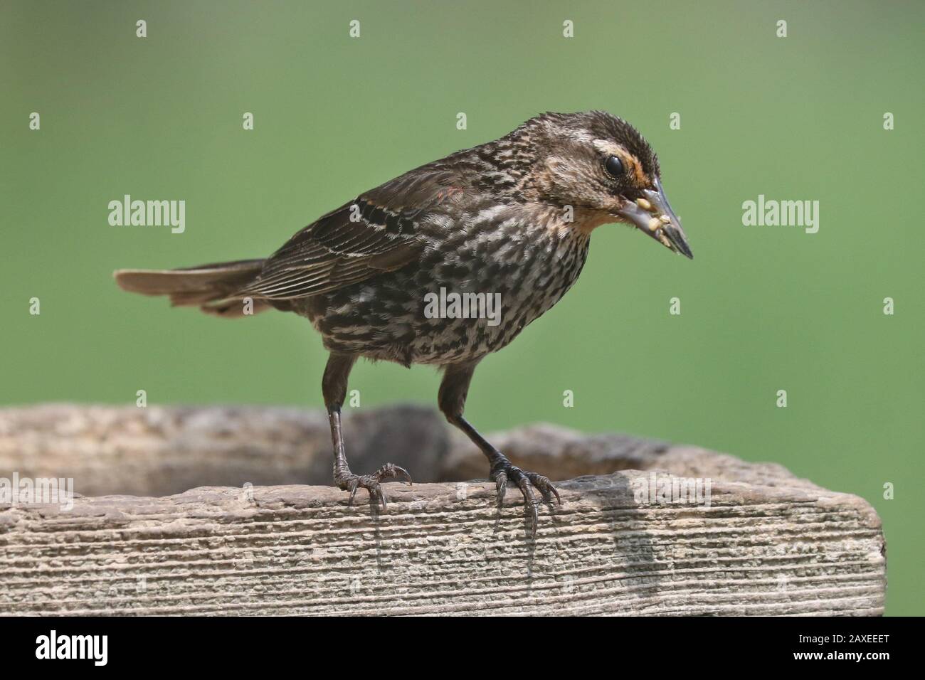 Female Red Winged Blackbird Stock Photo Alamy
