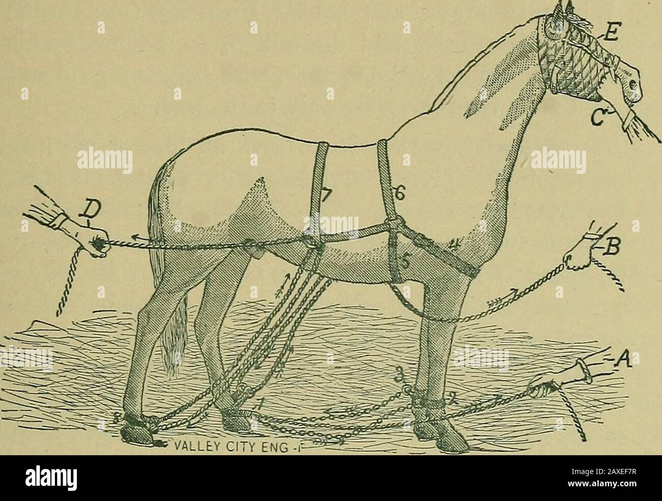 Veterinary medicine, animal castration, surgery and obstetrics simplified .  [fig. 36.] throwing horses. Fig. 36 represents the horse thrown andsecured.  For lack of space we omit the lengthy description,mode of applying and .