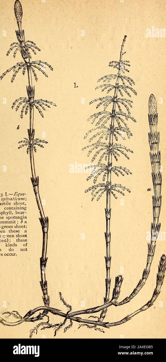 Text-book of structural and physiological botany . ,Anemia^ Lygodiuin. 4. OsmundacecE. Sporangia shortly stalked; annulus running round oneside only; dehiscence longitudinal ; Osmunda, Todea. (Fig. 440 ill.). 5. Cyatheacece. Annulus complete, oblique, eccentric ; dehiscencetransverse ; sorus generally on a strongly developed receptacle :Alsophila, Hemitelia, Cyathea ; most tree-ferns. 6. Polypodiacece. Annulus vertical and incomplete ; dehiscencetransverse :—Acrostichujn, Folypodijim, Adiantum^ Fteris, Blechnum,Asplenium, Scolopendrium^ Aspidmm, &c. (Fig. 439 l-V., 440 I.). 7. MaraitiacecE. Sp Stock Photo