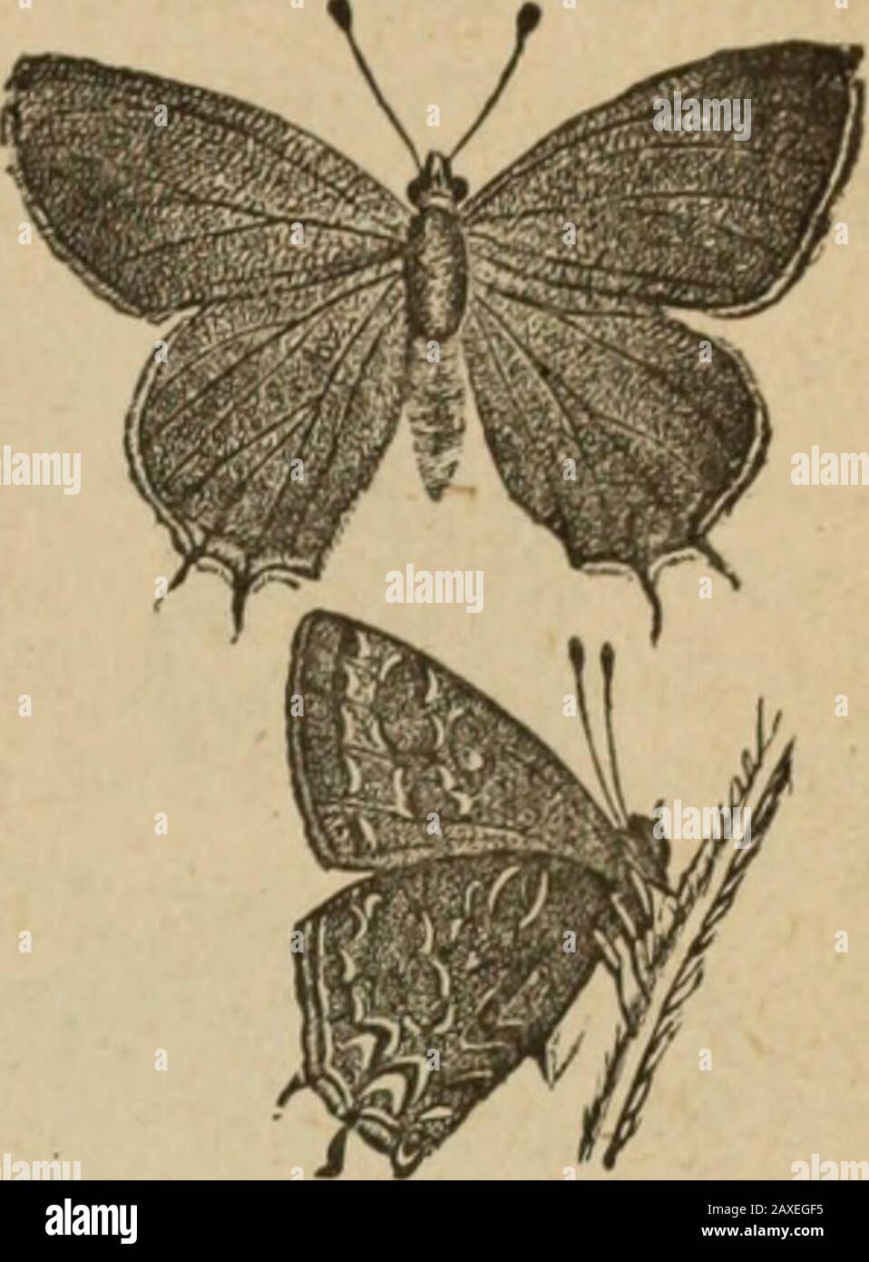 Annual report of the Fruit Growers' Association of Ontario, 1896 . meadowsin July (C. E. Grant); Truro, N. S.; and Lower Stewiacke, N. S. (H. Piers). 38. Neonympha Eurytris, i^a6r.—Orillia, common in open woods in June (0. E.Grant). 42. Satyrus Alope, i^aftr.—Niagara Falls, Ont., July 14, 1896 (A. Gibson); Truro,N. S., rare (Miss Eaton). 45 Libythea Bachmani, Kirtl.—Taken in Toronto in 1895, and June 7, 1896, byMr. McDonagh. Fig. 90. 46 Thecla Acadica, Edw.—Orillia, usually rare, but very abundant in July, 1896,when forty specimens were taken by Mr. Grant; Toronto, June and July (0. T. Hills). Stock Photo