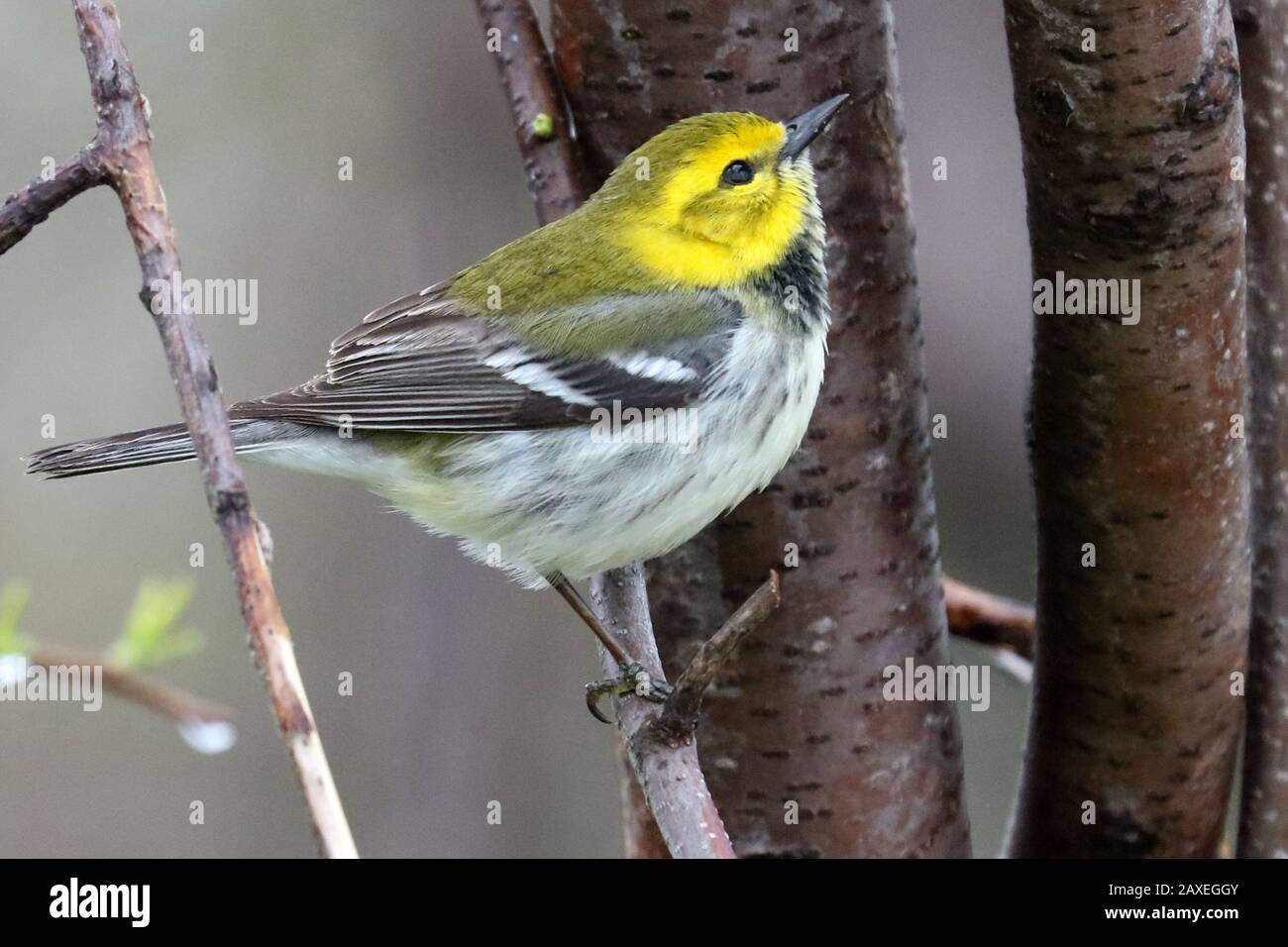 Green throated Warbler Stock Photo