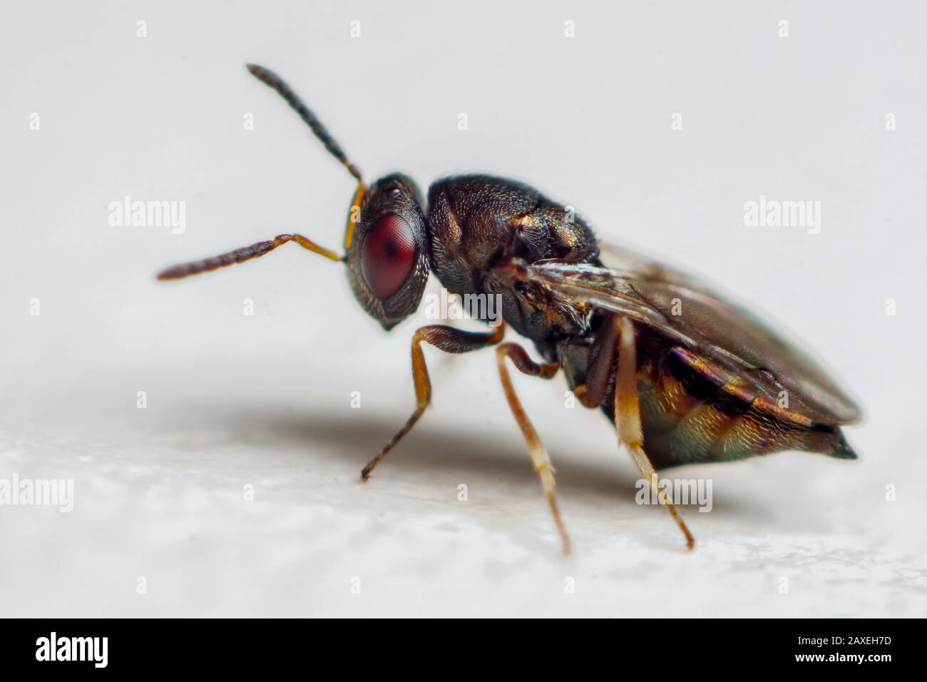 Small parasitic wasp on a white background in a tropical garden Stock Photo