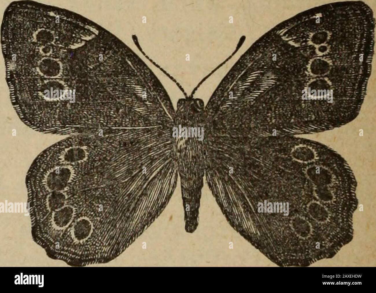 Annual report of the Fruit Growers' Association of Ontario, 1896 .   , Fig. 98. Fig. 97. 37. Neonympha Canthus, Boisd.-Lec.—Sudbury ; Orillia, common in low meadowsin July (C. E. Grant); Truro, N. S.; and Lower Stewiacke, N. S. (H. Piers). 38. Neonympha Eurytris, i^a6r.—Orillia, common in open woods in June (0. E.Grant). 42. Satyrus Alope, i^aftr.—Niagara Falls, Ont., July 14, 1896 (A. Gibson); Truro,N. S., rare (Miss Eaton). 45 Libythea Bachmani, Kirtl.—Taken in Toronto in 1895, and June 7, 1896, byMr. McDonagh. Fig. 90. 46 Thecla Acadica, Edw.—Orillia, usually rare, but very abundant in July Stock Photo