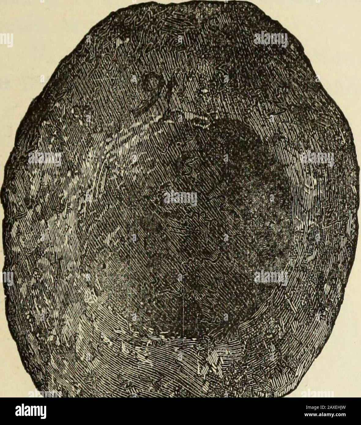 Saddle querns hires stock photography and images Alamy