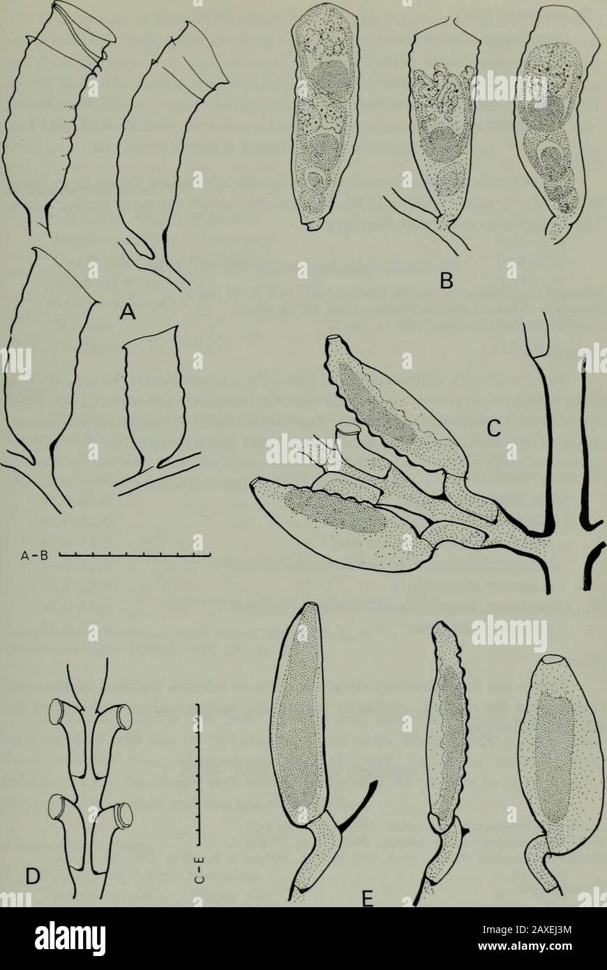 Annals of the South African MuseumAnnale van die Suid-Afrikaanse Museum . marginal tentacles and a varying numberof ocelli (usually eight). Measurements (mm) Pedicel length 0,08-0,17 Hydrotheca. depth, convex side diameter at mouth diameter depthGonotheca, length maximum diameter.. 0,82-1,200,35-0,530,37-0,501,04-1,420,38-0,53 Scandia tubitheca sp. nov. Scandia corrugata: Millard & Bouillon, 1973: 60, fig. 8D-F (fertile colony only). Holotype: fertile colony from Amirante, Seychelles, epizootic on Syntheciumdentigerum. Diagnosis Hydrotheca similar to that of Hebella muscensis. Gonotheca (only Stock Photo