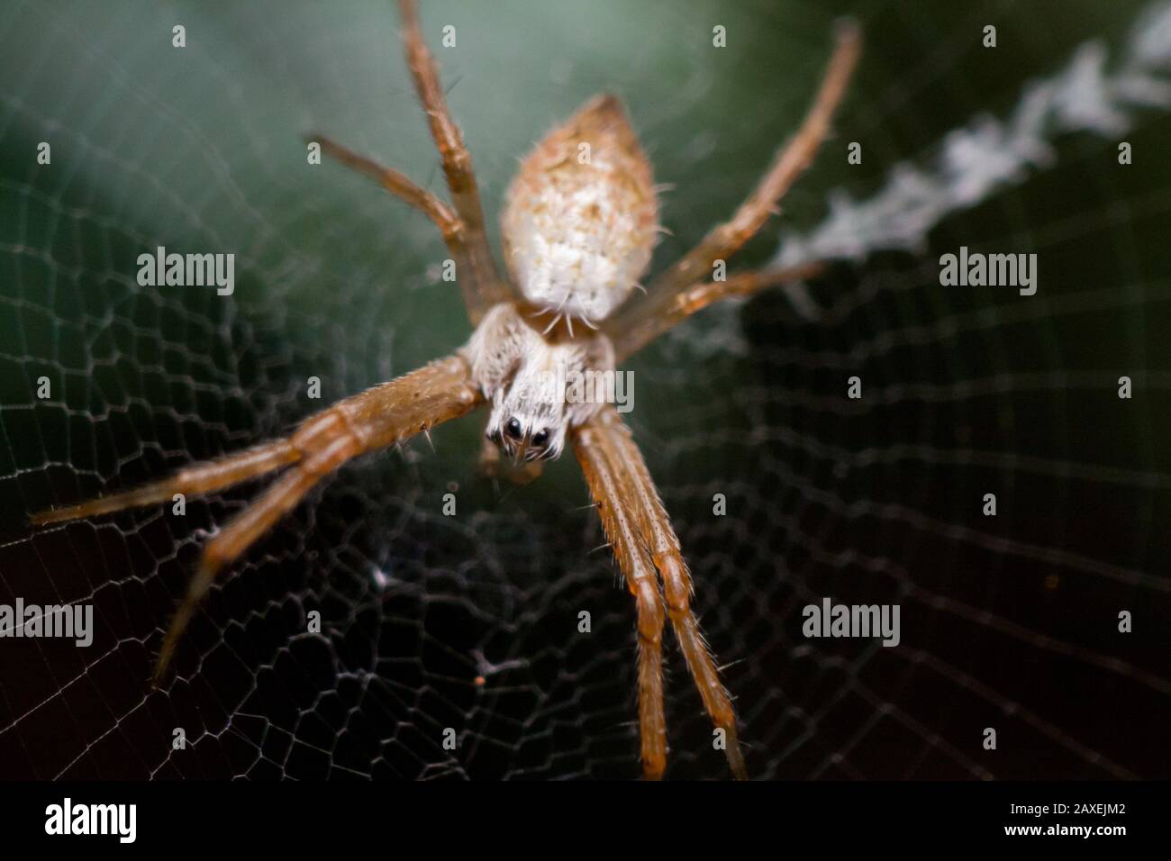 Details of a silver argiope or writting spider (Argiope) on it's web Stock Photo
