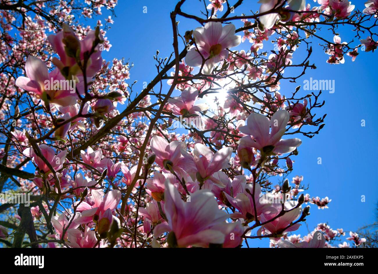 Magnolia tree petals hi-res stock photography and images - Alamy