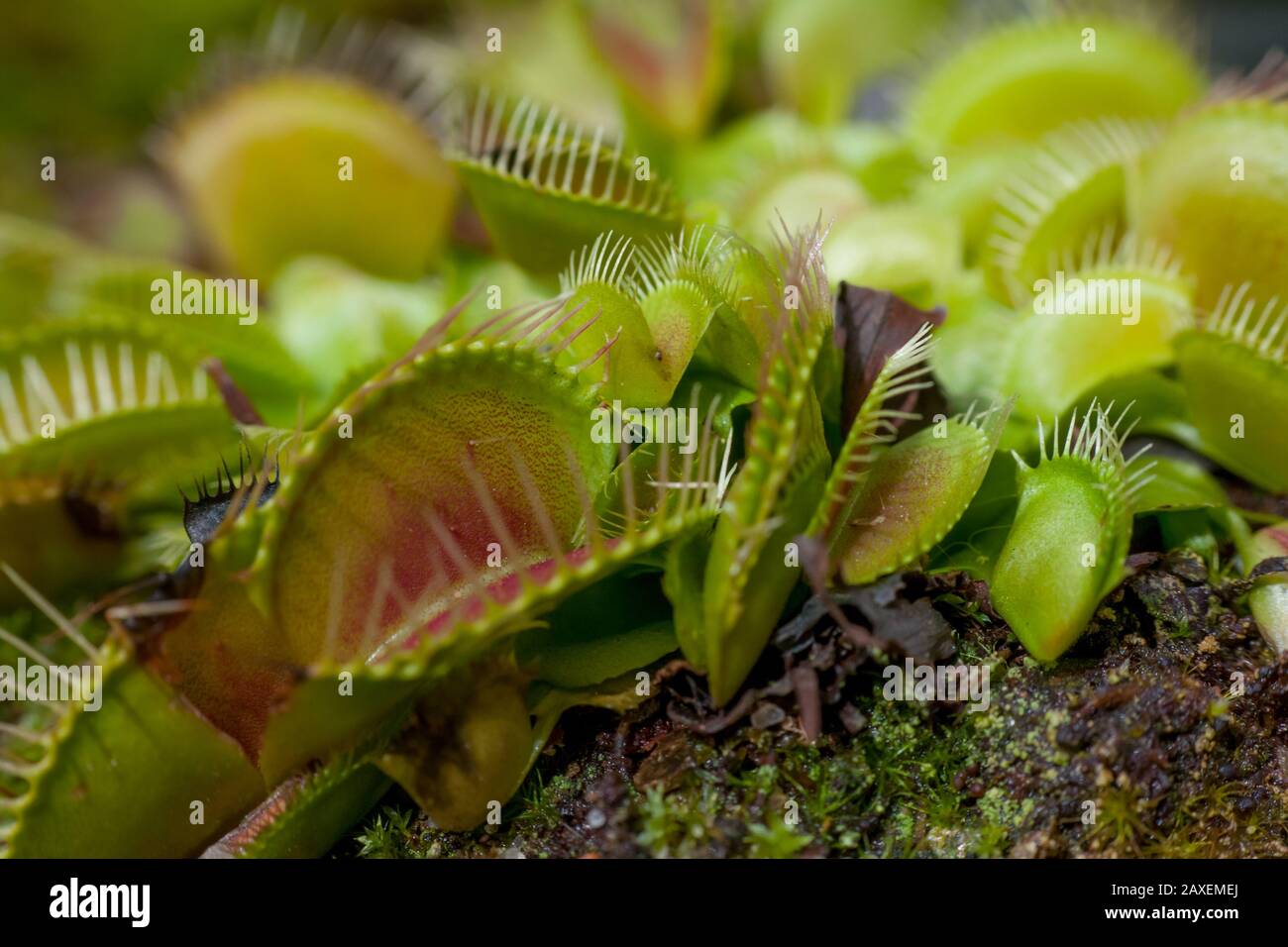 Close-up of a venus flytrap plant, details of the Dionaea traps Stock Photo