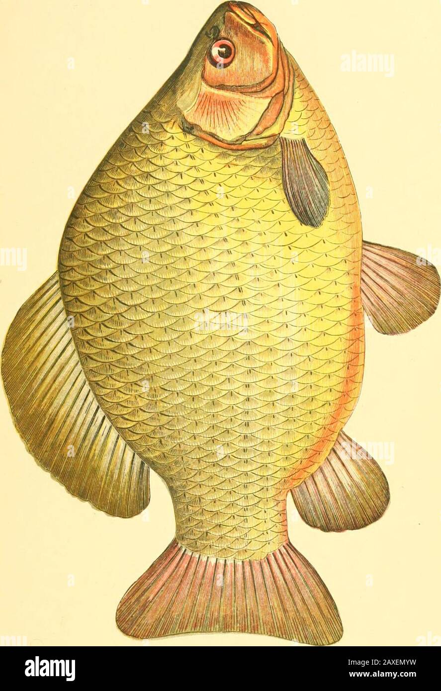 A history of the fishes of the British Islands . shes, vol. i, p. 355. So little was formerly known of this fish that Gesner says hecould not find it had been mentioned by any writer beforeDubravius, and much uncertainty still rests upon it whenconsidered as a British fish; for although Pennant mentions afish of this name as known to himself, it is supposed to havebeen by mistake for the Prussian Carp; and Mr. Yarrell hadobtained it in a few instances from the Thames; yet this isconsistent with the belief that the species was at first introducedamong us, and that even at a recent date. This in Stock Photo