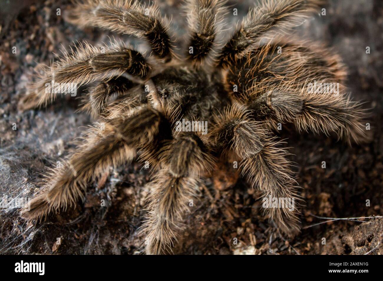 Clos-up of a pet tarantula inside a vivarium, exotic pet details Stock Photo