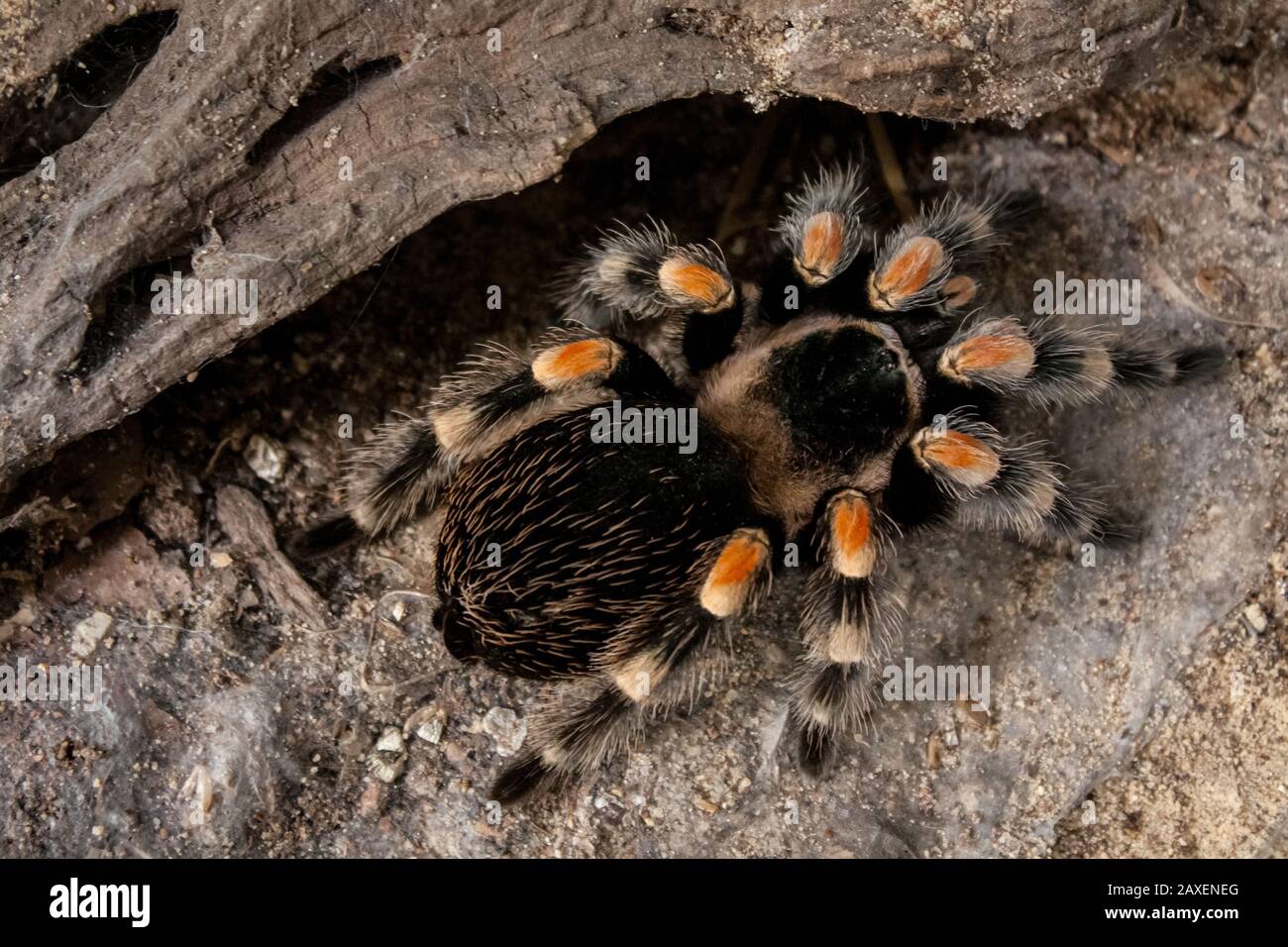 Clos-up of a pet tarantula inside a vivarium, exotic pet details Stock Photo