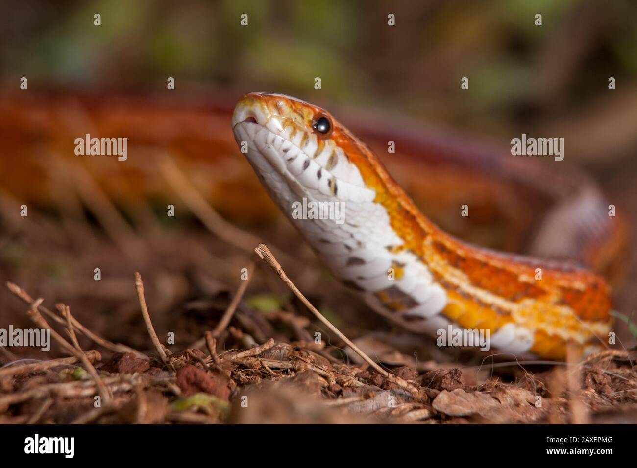 Classic corn snake outdoors slithering on grass, frontal close-up of the snake head Stock Photo
