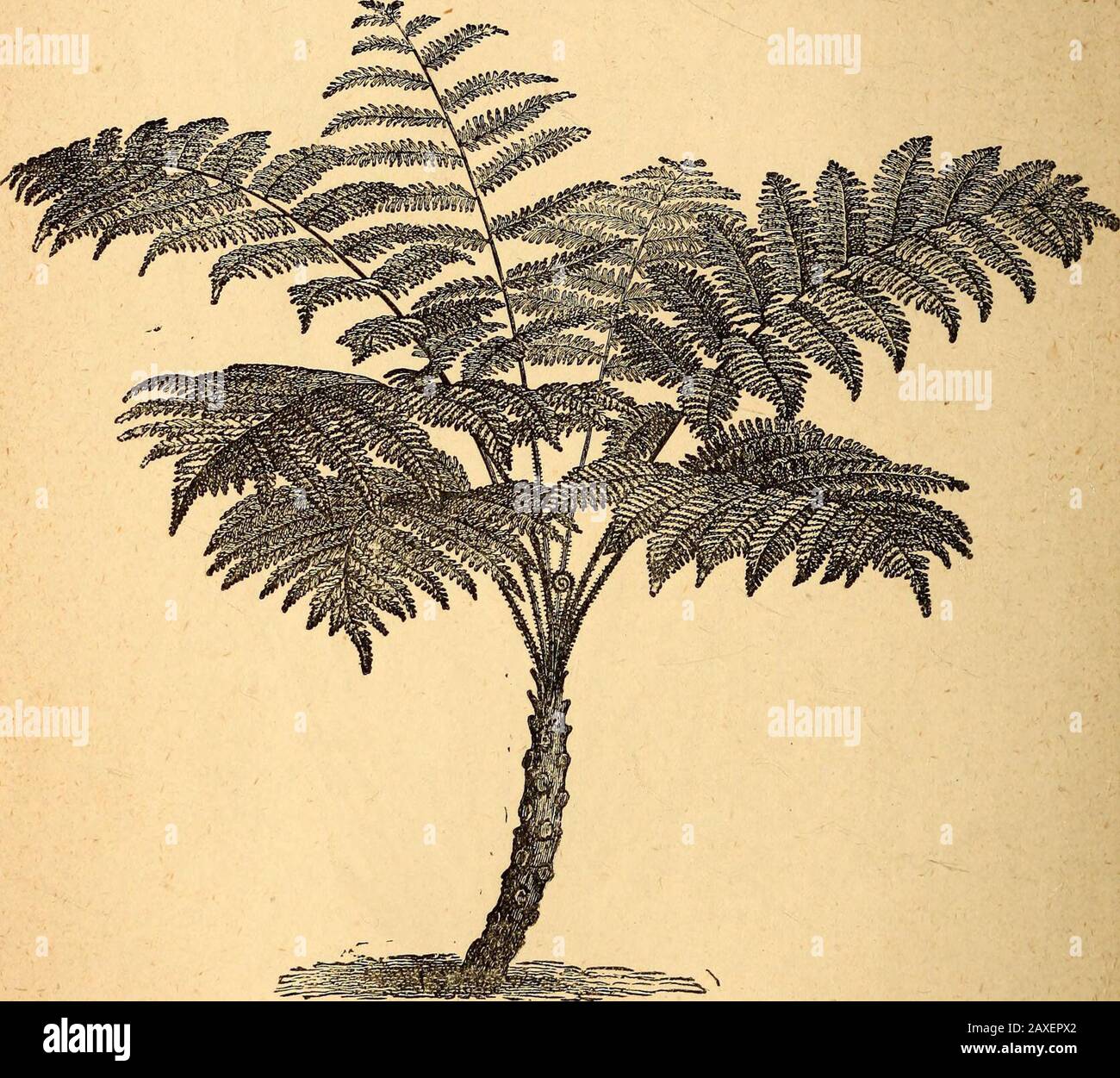 Text-book of structural and physiological botany . Fig. 436.—Black s ...