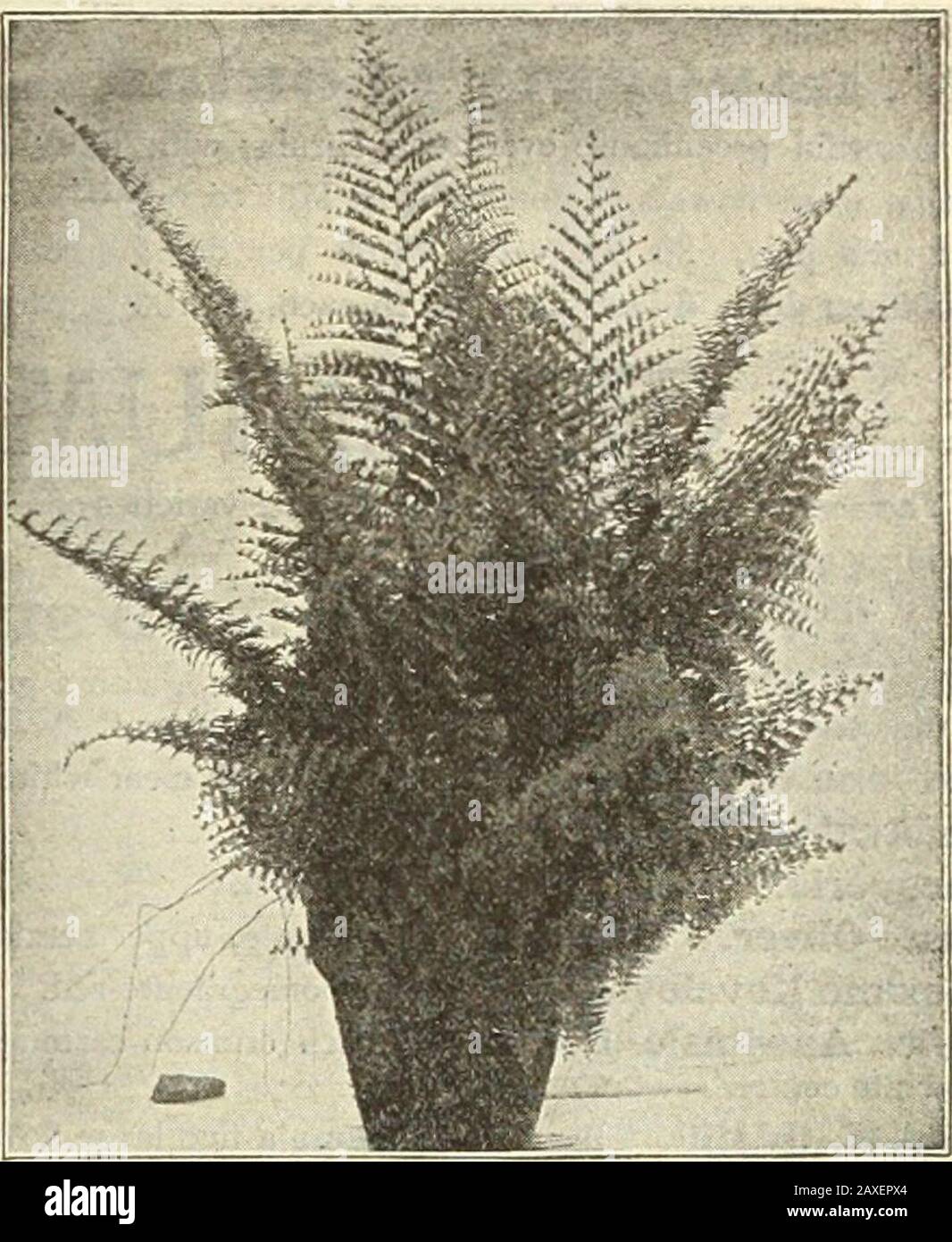 Dreer's garden book : seventy-fourth annual edition 1912 . ch frond, 15 cts.Adiantoides. 15 cts.Cretica Aibo-Lineata. A pretty variegated variety. 15 cts. — riagnlfica. Beautiful crested fronds. 15 cts. — MayiL A dwarf, variegated sort, prettily crested. 15 cts. Sieboldii. 15 cts.Tremula. 15 cts.Victoria. 15 cts.Wilsoni. 15 cts. and 25 cts.Wimsetti. 15 cts.— Multlceps. 15 cts. Hastata. 15 cts.Intemata. 15 cts.Leptophylla. 15 cts.Ouvrardi. 15 cts.Semilata. 15 cts.— Cristata. 15 cts. SITALOBIUM. Cicutarium. Good Fern for the amateur. 15 cts. COI.I.ECTIONS OF FERNS. One each of the 22 Adiantums, Stock Photo
