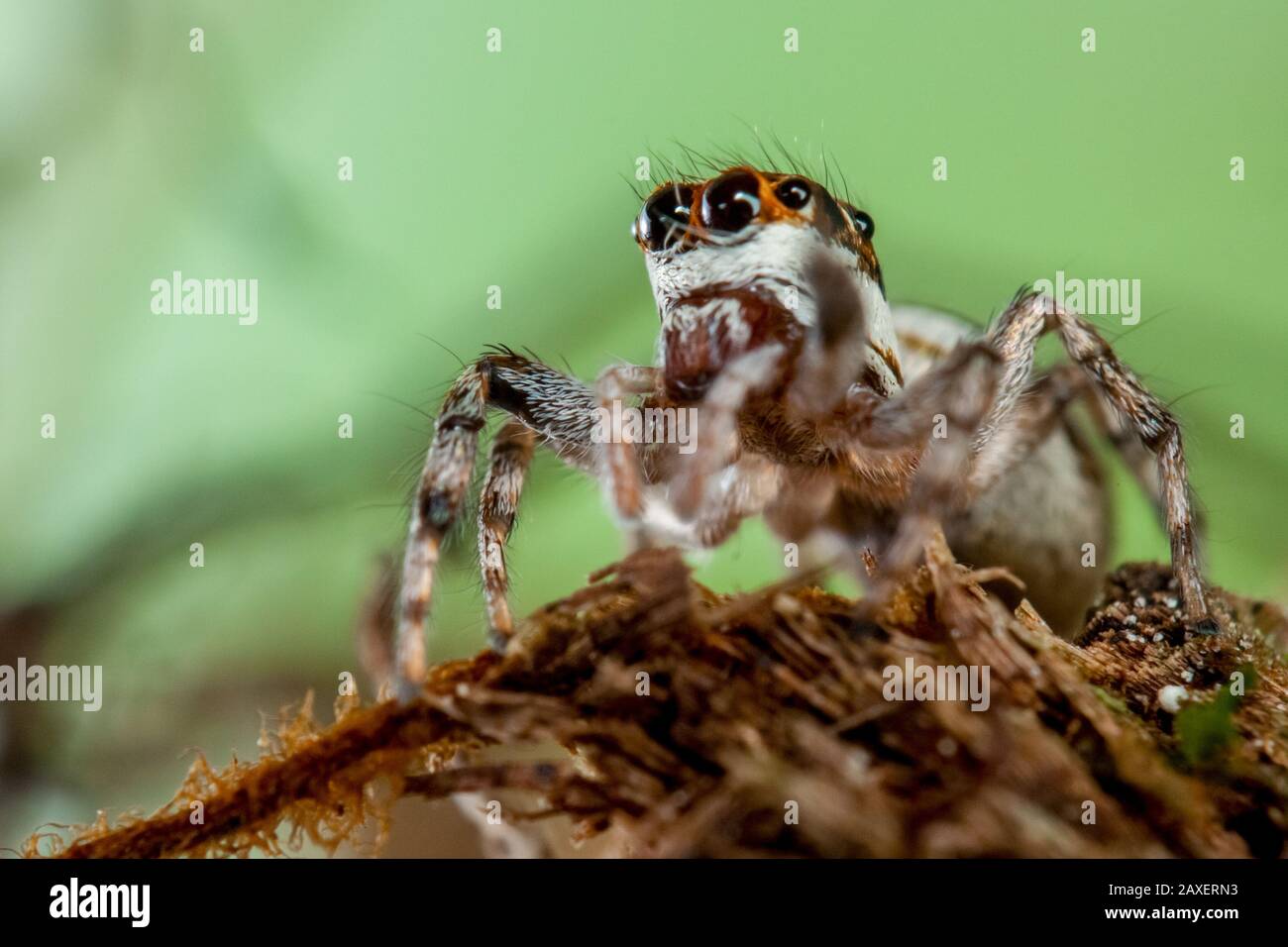 Detailed portrait of a jumping spider, close-up with the salticidae eyes Stock Photo
