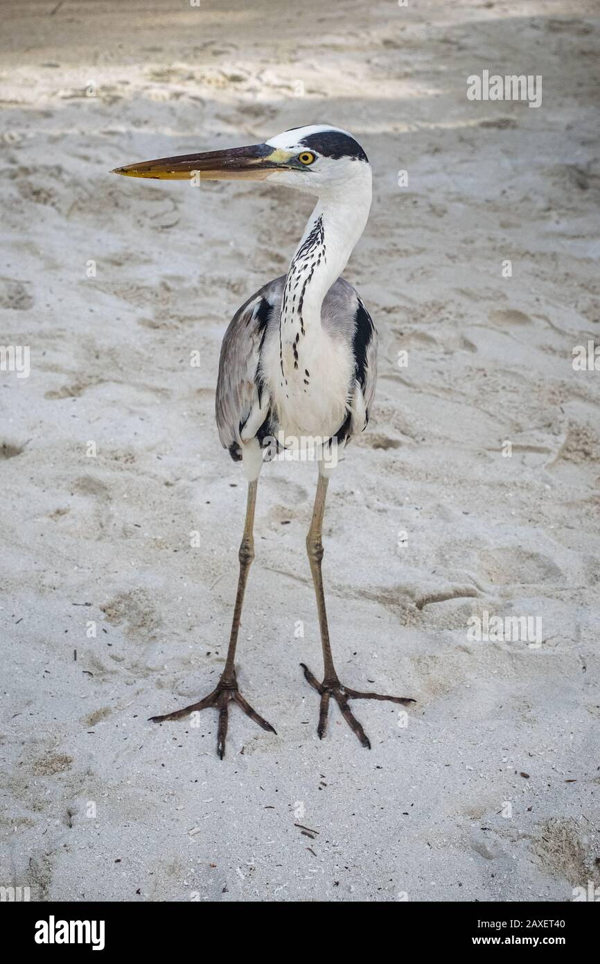 A full length view of a heron standing on a sandy beach Stock Photo