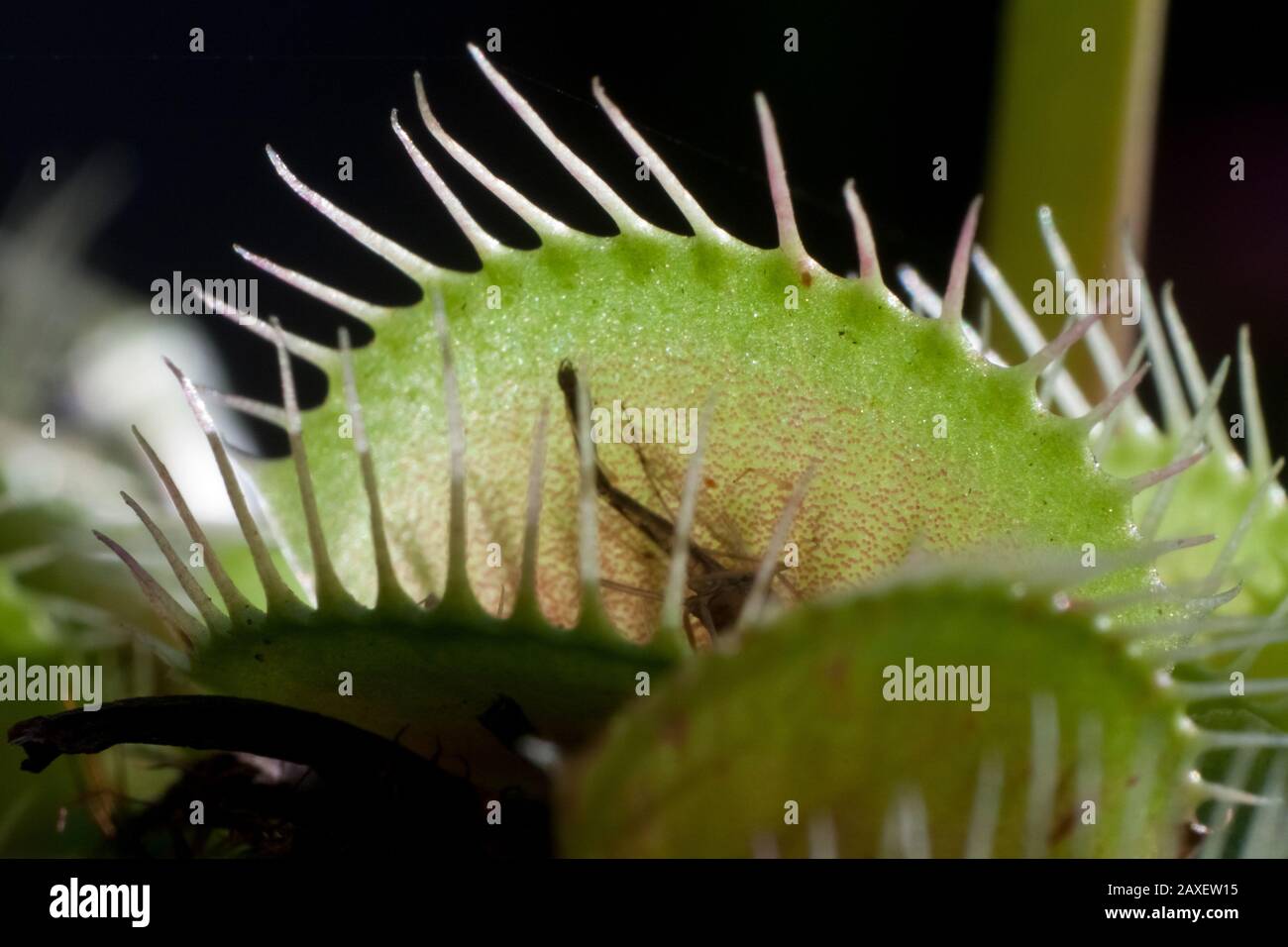 Close-up of a venus flytrap plant, details of the Dionaea traps Stock Photo