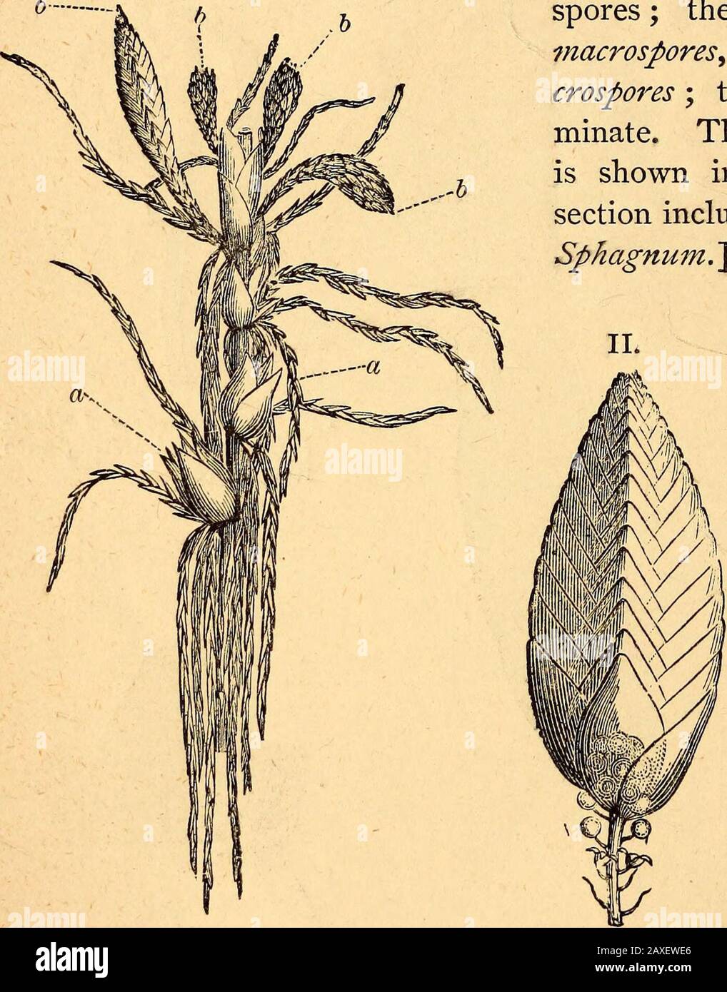 Text-book of structural and physiological botany . alis an- gonia &lt;^ and leaves &lt;5 (x 400); 11. antheridium burst- tipyretica, with an inner ing, and allowing the antherozoids a to escape and outer peristome (x 350)- (after Schimper, x 30). forms in which the, growth is terminated by the productionof antheridia or archegonia at the apex of the stem oftenexhibit proliJicatio?i of the bud, as in Polytrichum (Fig.427 IV.). Axillary buds by the side of the theca or of theantheridia often develope also by a process of renewal,forming growths known as innovations. 3 o6 Structural and Physiolog Stock Photo