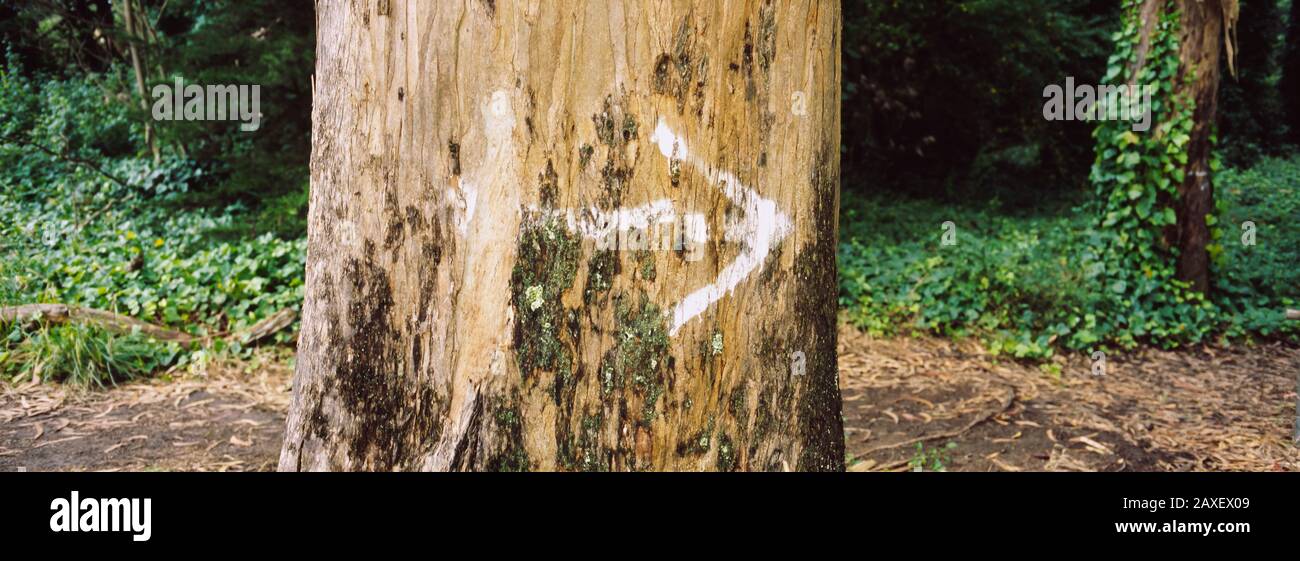 Painted arrow sign on tree trunk hi-res stock photography and images ...