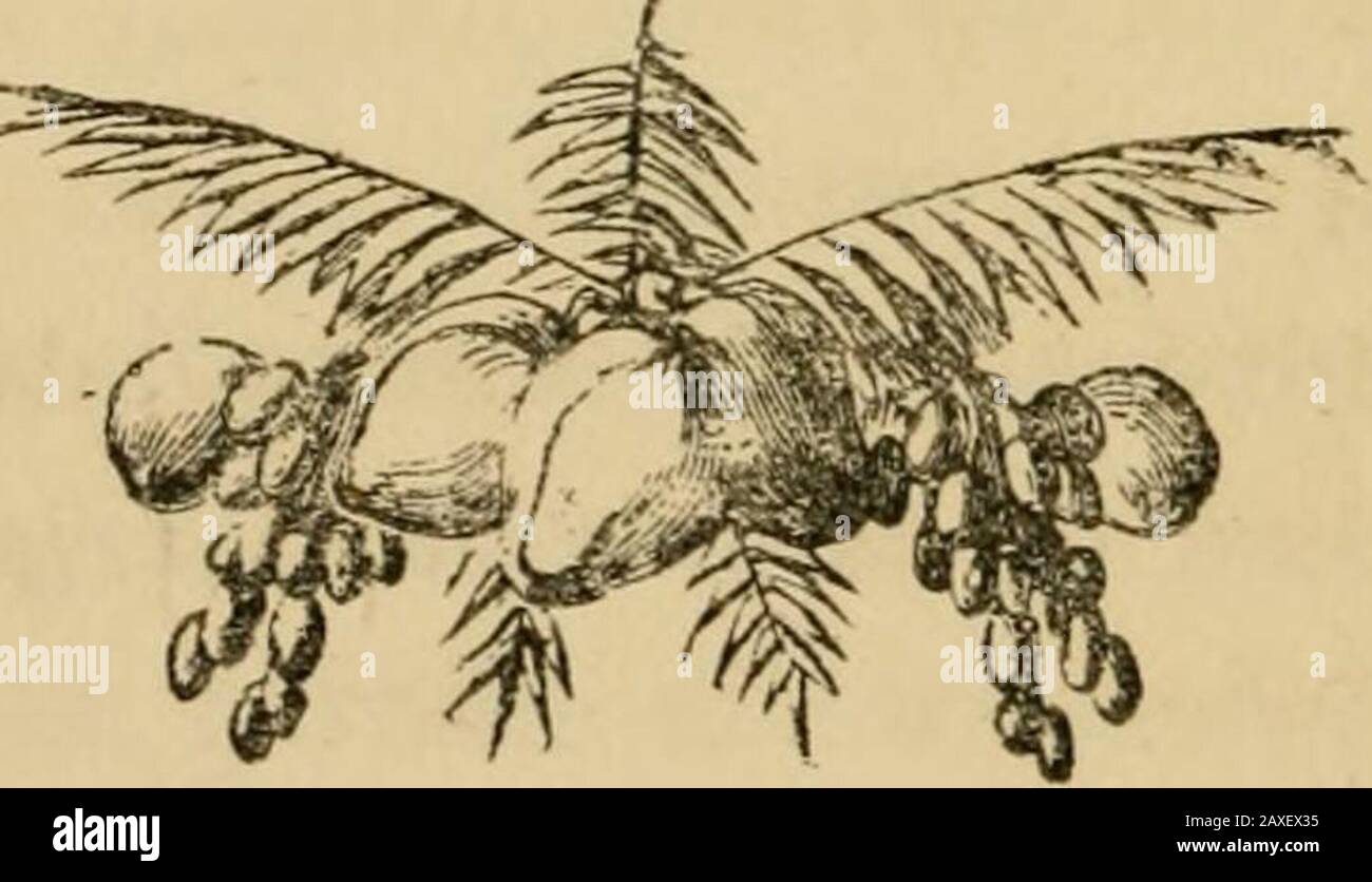 Two Palms. Original illustration