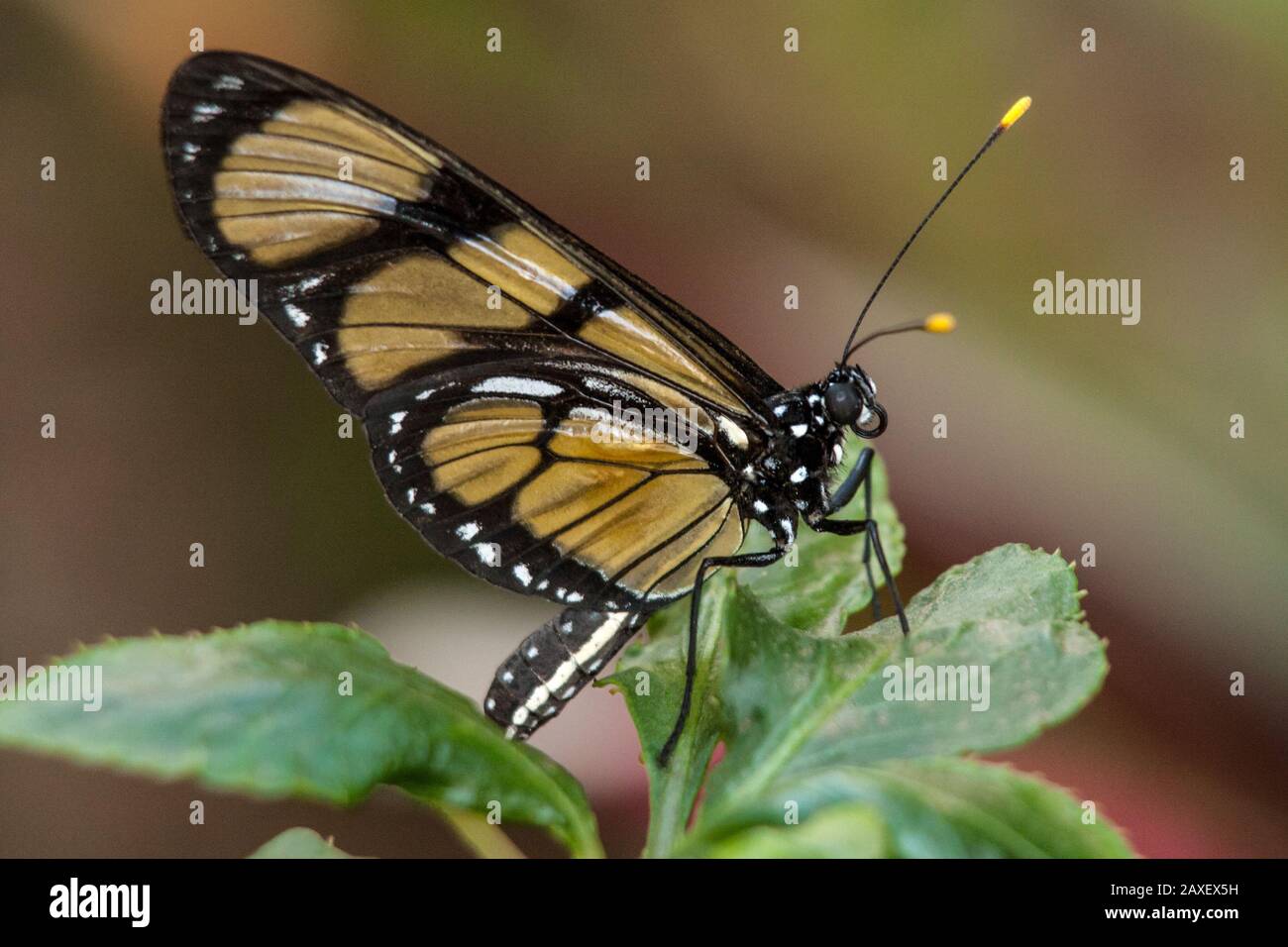 Heliconiidae butterfly, detailed macro photo in a tropical garden Stock Photo