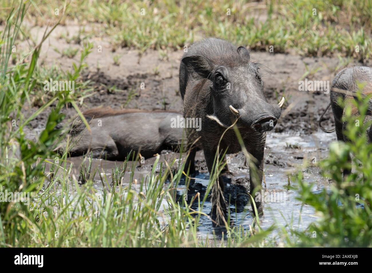 Warthog enjoying his mud bath. Taken on safari in Tarangire National Park, Tanzania, Africa. Stock Photo