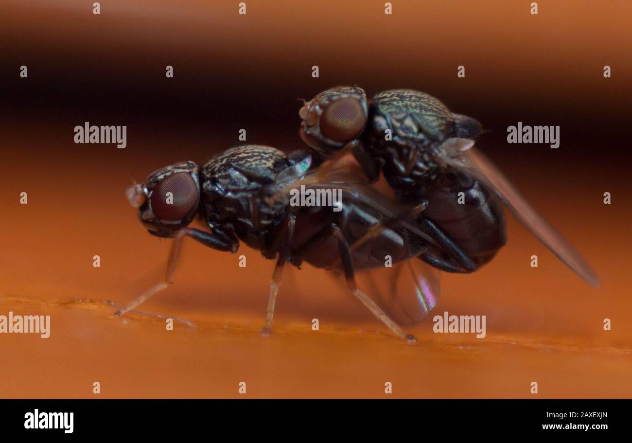 Couple of flies mating, close-up of insect sex Stock Photo