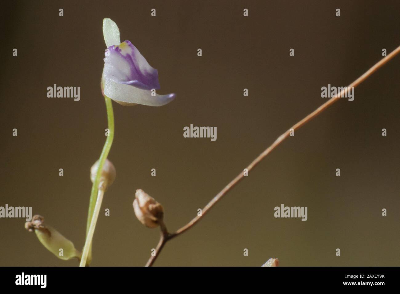 Flowers of a carnivorous plant from a bog, Utricularia species Stock Photo
