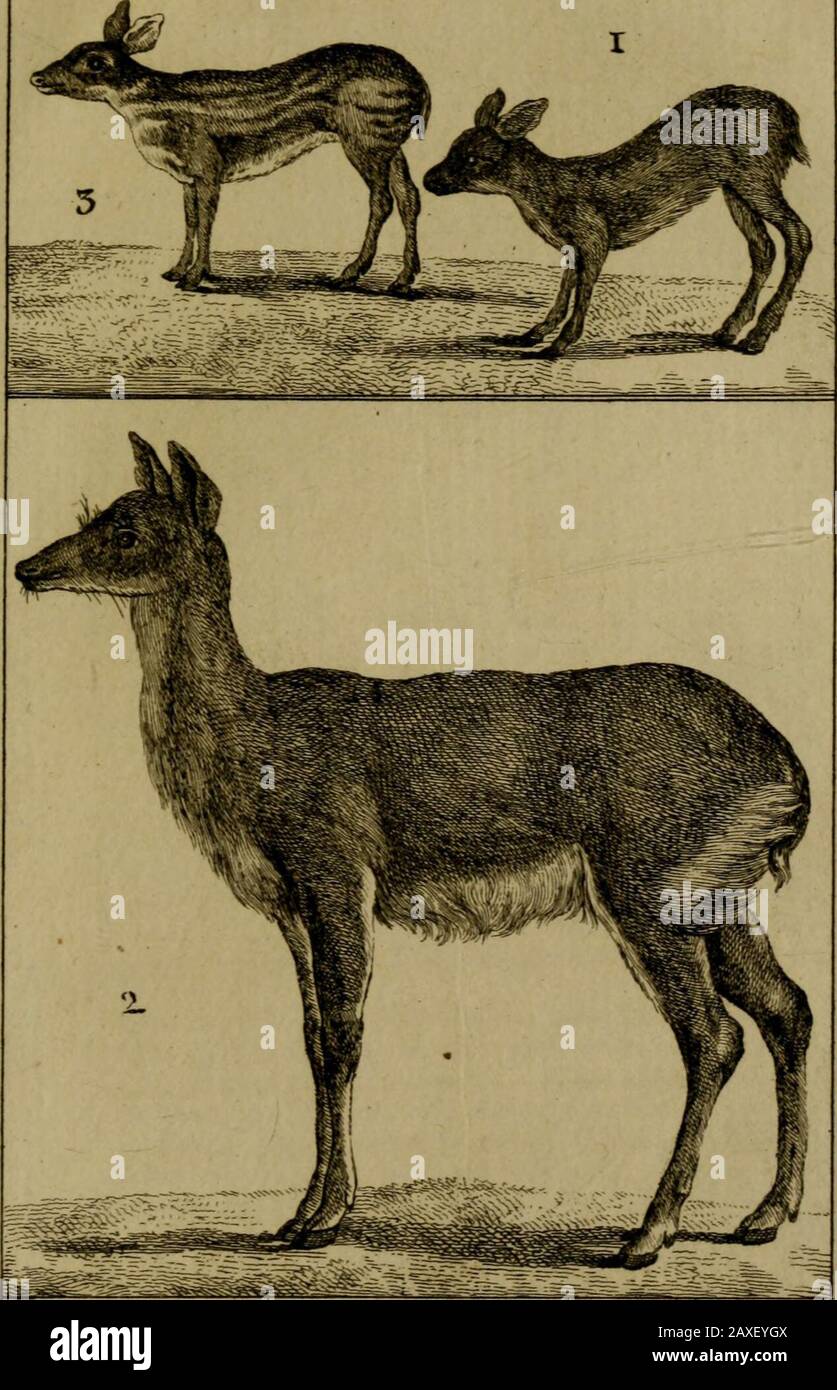 Histoire naturelle, générale et particulière, avec la description du Cabinet du roi . Voyageurs ont prefque tousindiqués par la dénomination de petit cerfou petite biche i en eiFer, les Chevrotains reC-femblent en petit au Cerf, par la figure dumufeaii, par la légèreté du corps, la courtequeue & la forme des jambes j mais ils endiffèrent prodigieufement par la taiile, lesplus grands chevrotains nétant tout au plusque de la grandeur du lièvre; dailleurs risTiont point de bois fur la tête : les uns fontabfolument fans cornes, & ceux qui en porrtent les cru creufes, annelées & aflez fem-blables à Stock Photo