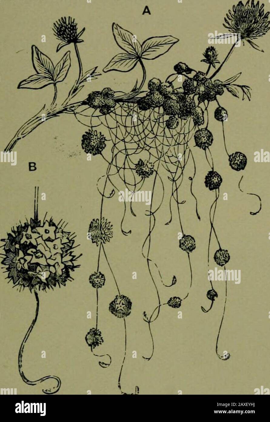 Plants and their ways in South Africa . grainwhich is rust proof, for it has been found that certain varietiesof grain are resistant to the rust fungus, the fungus threads(hyphae) are checked after entering the stomata of the resistantgrains. This remarkable discovery is of great importance tofarmers (Bififen, 1905-7). Dodder [Cuscutd) and Cassytha are parasites which havelost their leaves, roots, and most of their chlorophyll. At someseason of the year, however, Cassytha stems are quite green.Try to loosen the hold of these plants from the plants aroundwhich they are twining and they betray t Stock Photo