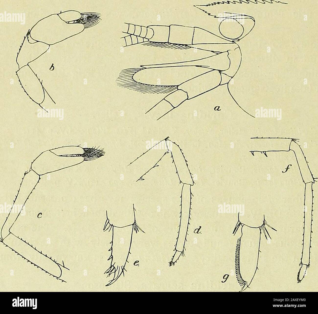 Zoological results of a tour in the Far East . to 14)^ small forwardly directed teeth, of which from i to 3 are usually situatedon the carapace behind the orbit. The teeth are largest proximally and the seriesextends along almost the whole length of the upper border. Stimpson does not makeany reference to teeth on the lower border of the rostrum, from which it might well be 1 Caridina serrata, imperfectly described by Richters as a new species in Mobius Meeresfauna Mauritius, p. 163,pi. xvii, figs. 24-27 (1880), is different. Thallwitz in 1892 suggested for it the name C. richtersii (Ahh. Ber. Stock Photo