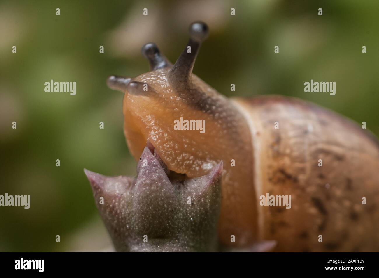 Details of a snail from a garden stretching itself out of the shell Stock Photo