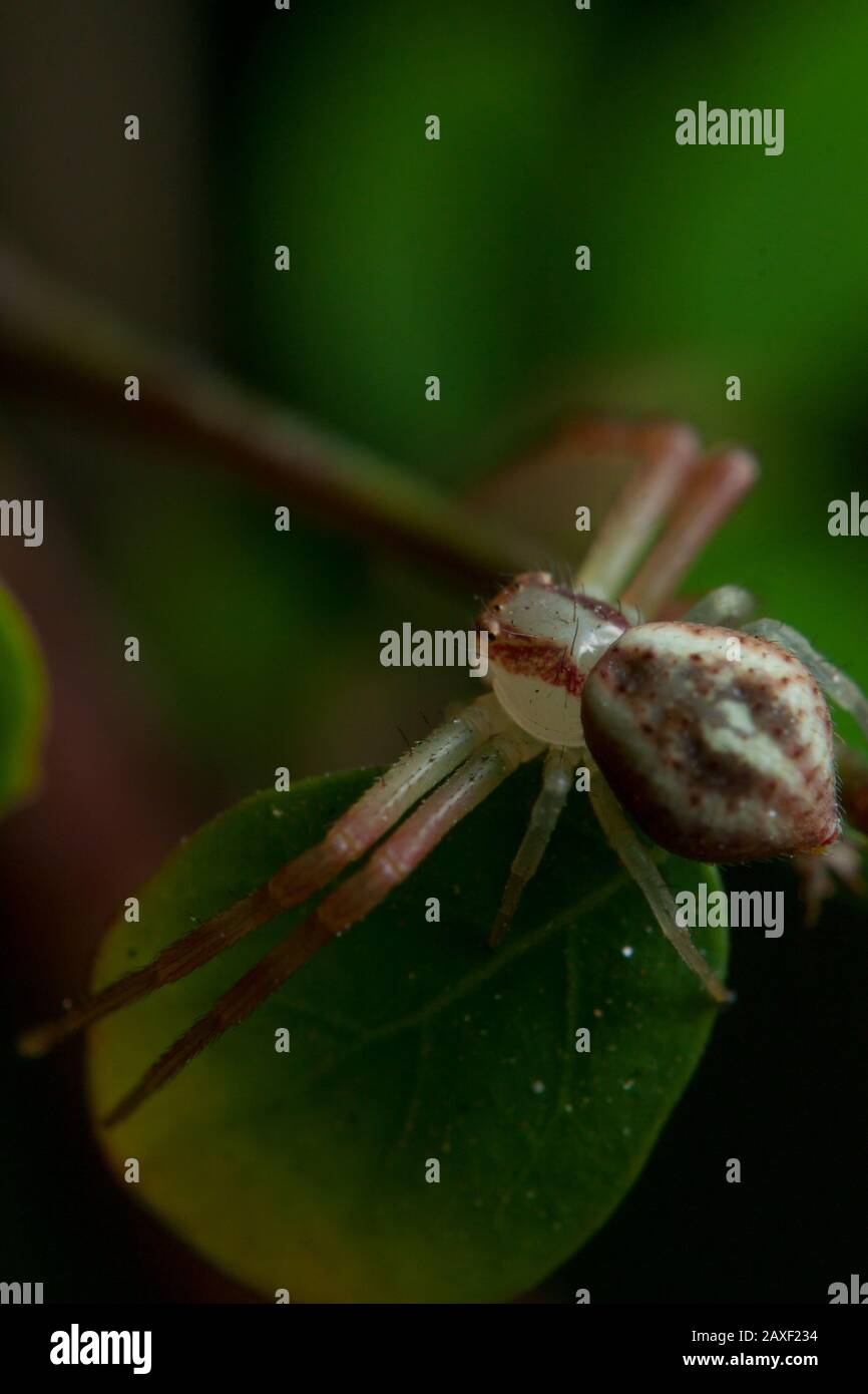 Detailed macro of a small crab spider waiting to ambush it's insect prey on a garden plant Stock Photo