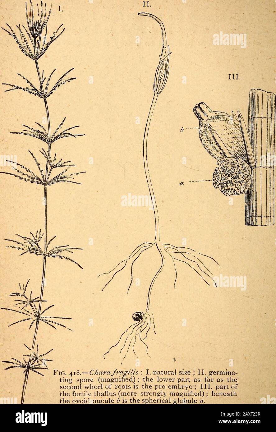 Text-book of structural and physiological botany . Fig. 417.—^ticta Puhnonacea, a Foliaceous Lichen, with apothecia. one time included in that class, they are nevertheless reallymore nearly allied to Mosses, not only in their mode ofgermination, but because they are Acrogens in contradistinc-tion to Thallogens. They grow in fresh water, and consistof cellular filaments, which are branched in a verdcillateu 2 292 Structural and Physiological Botany. manner at regular intervals (Eig. 418 i.). There are onlytwo genera, Chara and Nitella. known as -Brittle-worts/ II.. Fig. 4,1^. —Chara fragilis : Stock Photo