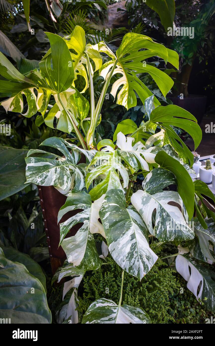Variegated monstera deliciosa hires stock photography and images Alamy