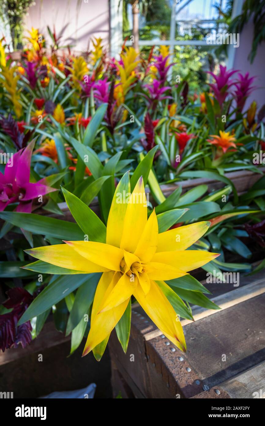 Display of colourful bromeliads in the Giant Houseplant Takeover, an event held in the Glasshouse at RHS Gardens, Wisley, Surrey, UK Stock Photo