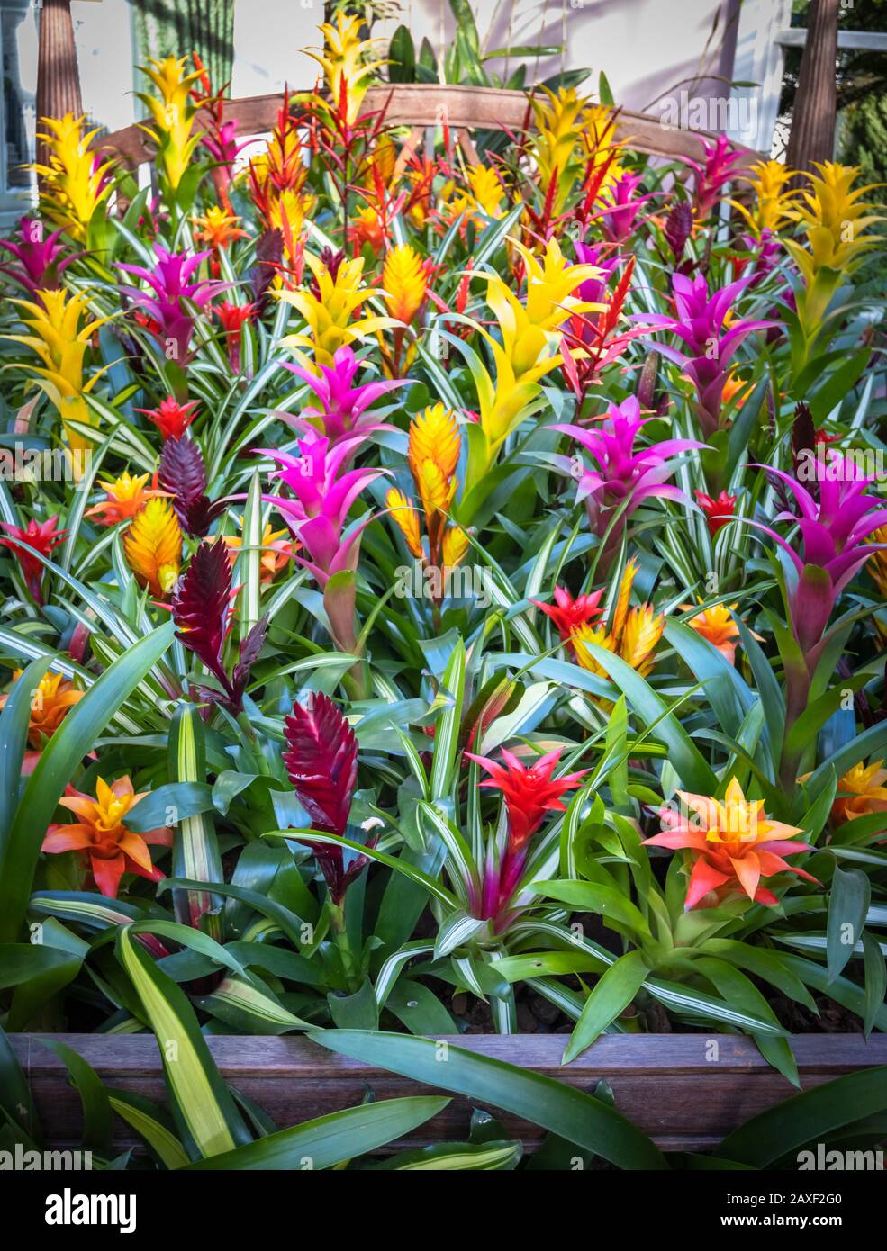 Display of colourful bromeliads in the Giant Houseplant Takeover, an event held in the Glasshouse at RHS Gardens, Wisley, Surrey, UK Stock Photo