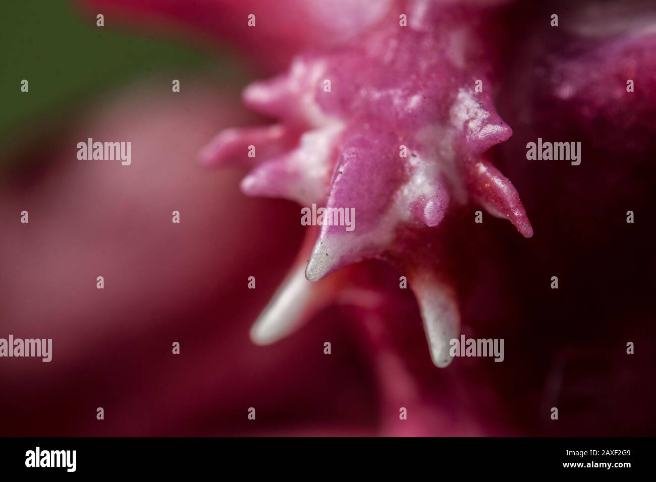 Details of a pink orchid, extreme close-up of the flower Stock Photo
