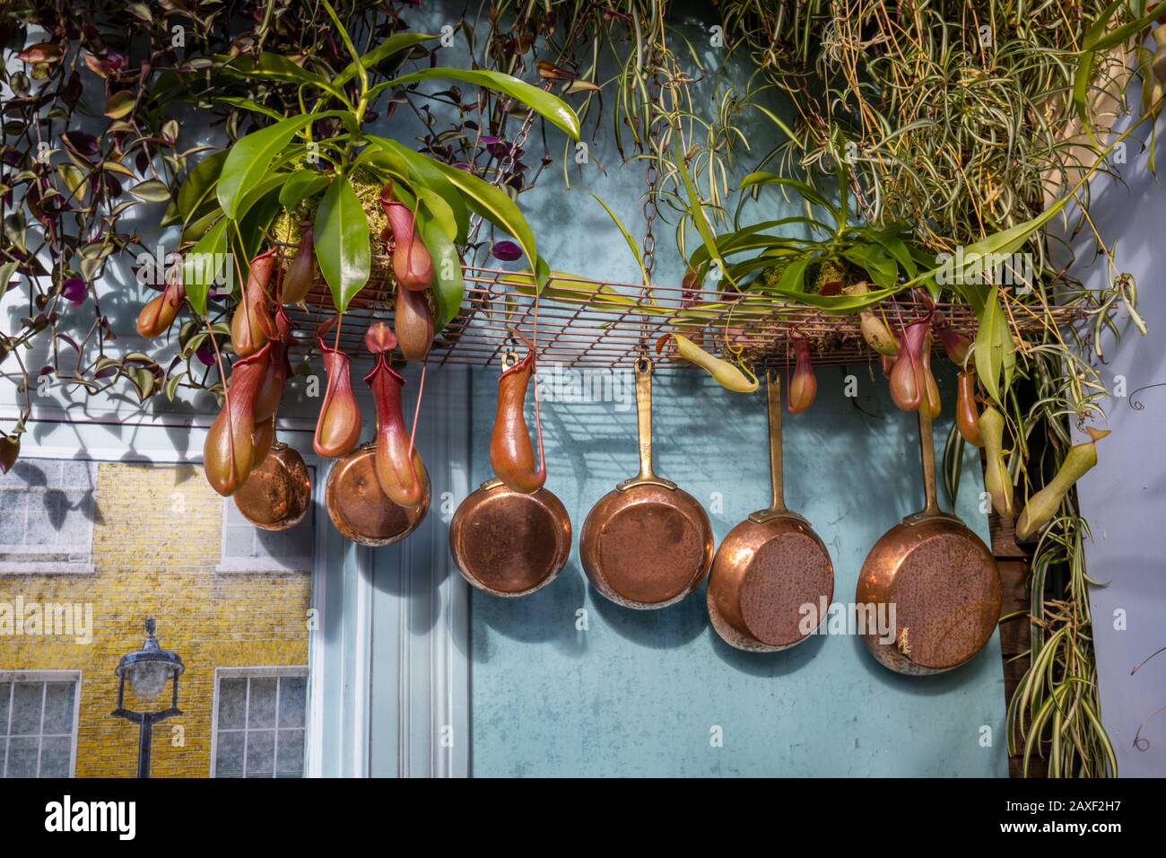 Pitcher plants with vintage frying pans at the Giant Houseplant Takeover, an event held in the Glasshouse at RHS Gardens, Wisley, Surrey, UK Stock Photo
