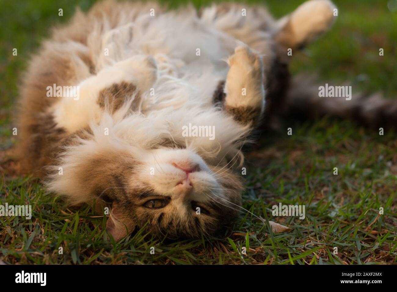 Close-up of a playful cat on the grass outdoors Stock Photo