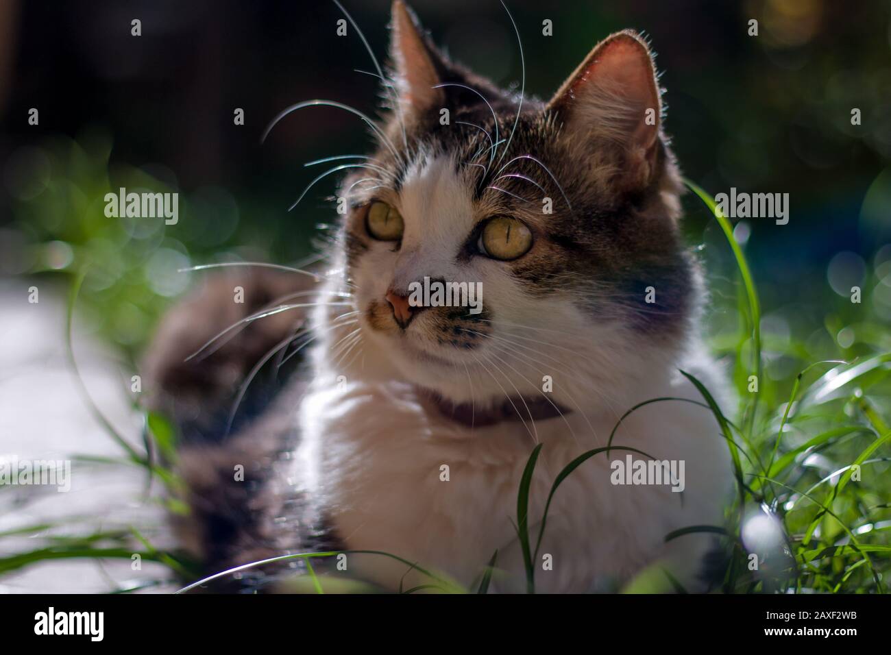 Close-up of a playful cat on the grass outdoors Stock Photo