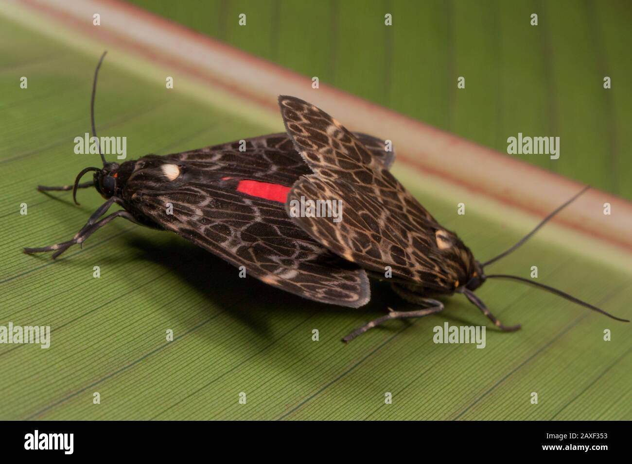 Couple of moths mating on a leaf in a tropical garden Stock Photo