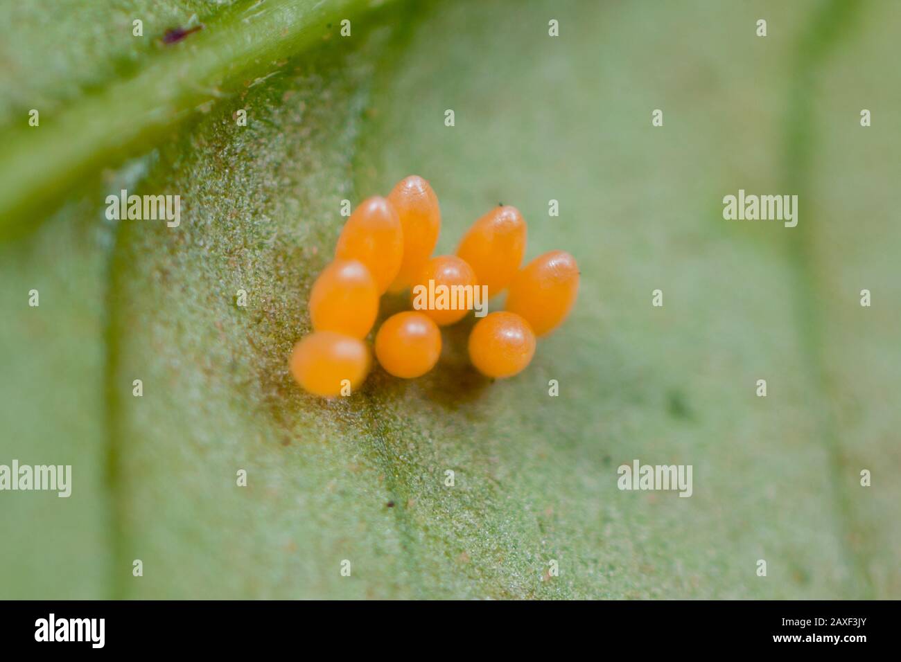 Extreme close-up of insect eggs, ladybug clump of orange eggs on a leaf from a tropical garden Stock Photo