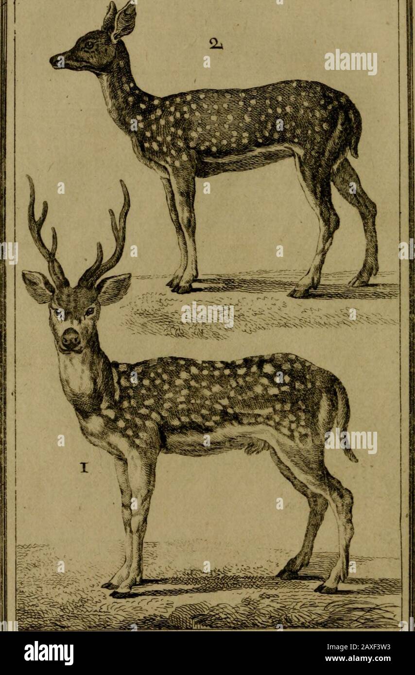 Histoire naturelle, générale et particulière, avec la description du Cabinet du roi . Torxv.-r PL. 6. rLAxLJ nrutte. 2. la jexnciLe. de L Axis, T i I L^ A X I S ( a ). f^oyei planche. Vl^fio, i & l de ce Volume, V&gt;ET animal nétant connu que fous lesnoms vagues de Biche dt Sardaïgne & deCerf du Gange, nous avons cru devoir luiconferverle nom que lui a donné Belon(l&gt;) , & quil avoit emprunté de Pline ; parce (a) Axis. Ohfcr%&gt;at:ons de Bélon , feuillet rrÇ verfo &. 7 20 reSo. Biche de Sardaïgne. Mémoires pour fervir à l^hJJîolrcJiS anhnaux. Partie II, pag. 7J, Jig. planche XL?^. (i ) Au Stock Photo