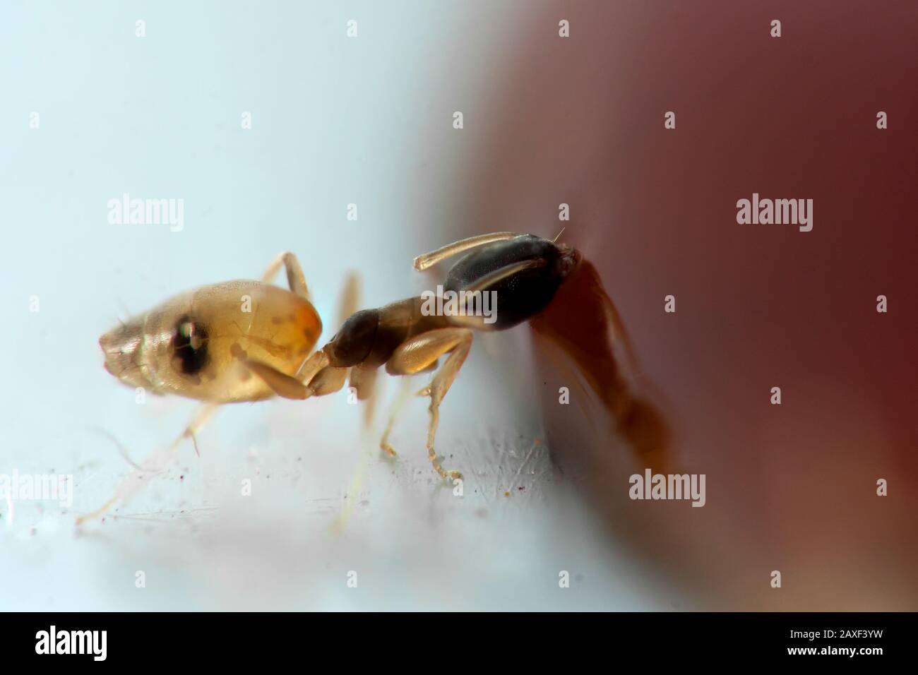 Small ghost ant (Tapinoma) feeding on a drop of sugar water, common house species Stock Photo