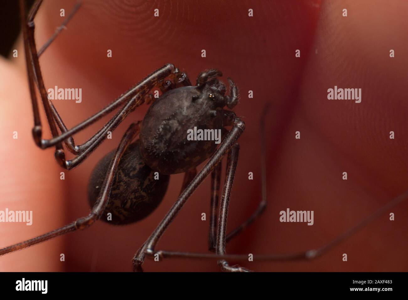 Small house spider known as spitting spider, Scytodes, close-up of the spider on hand Stock Photo