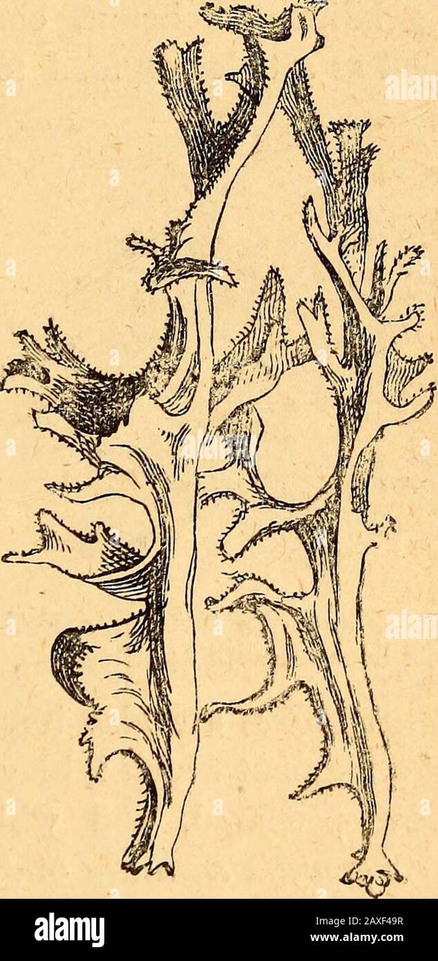 Text-book of structural and physiological botany . Fig. 414.—Cladonia digitata, aFruticose Lichen ; a apothecia ;h cup; c foliaceous thallus (natu-ral size). Fig. 415.—Ceiraria islaridica, a FruticoseLichen ; the margin of the thallus isfringed, and bears spermogonia on theedge of the fringe ; there are no apothecia. gonidia. This theory has been confirmed by the produc-tion of a perfect Lichen, Collema glaucescens^ by sowing its u 290 St7uct2tral and Physiological Botany. spores on the gODidia-forming Alga, Nostoc lichenoides. Anopposite view is entertained by others, that Lichens are adistin Stock Photo