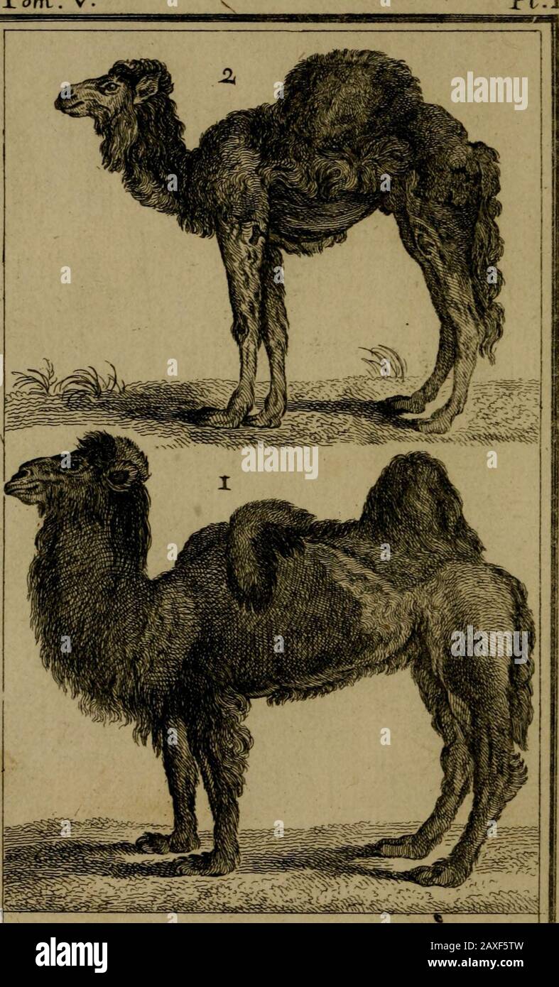 Histoire naturelle, générale et particulière, avec la description du Cabinet du roi . h.yy^.-- vi.r.. r- -^^V-- T. It lL& CaarrLcaiL . 2* 1^ e. Drom.adatfe^. ^x^-^ %îî# ^ Stock Photo