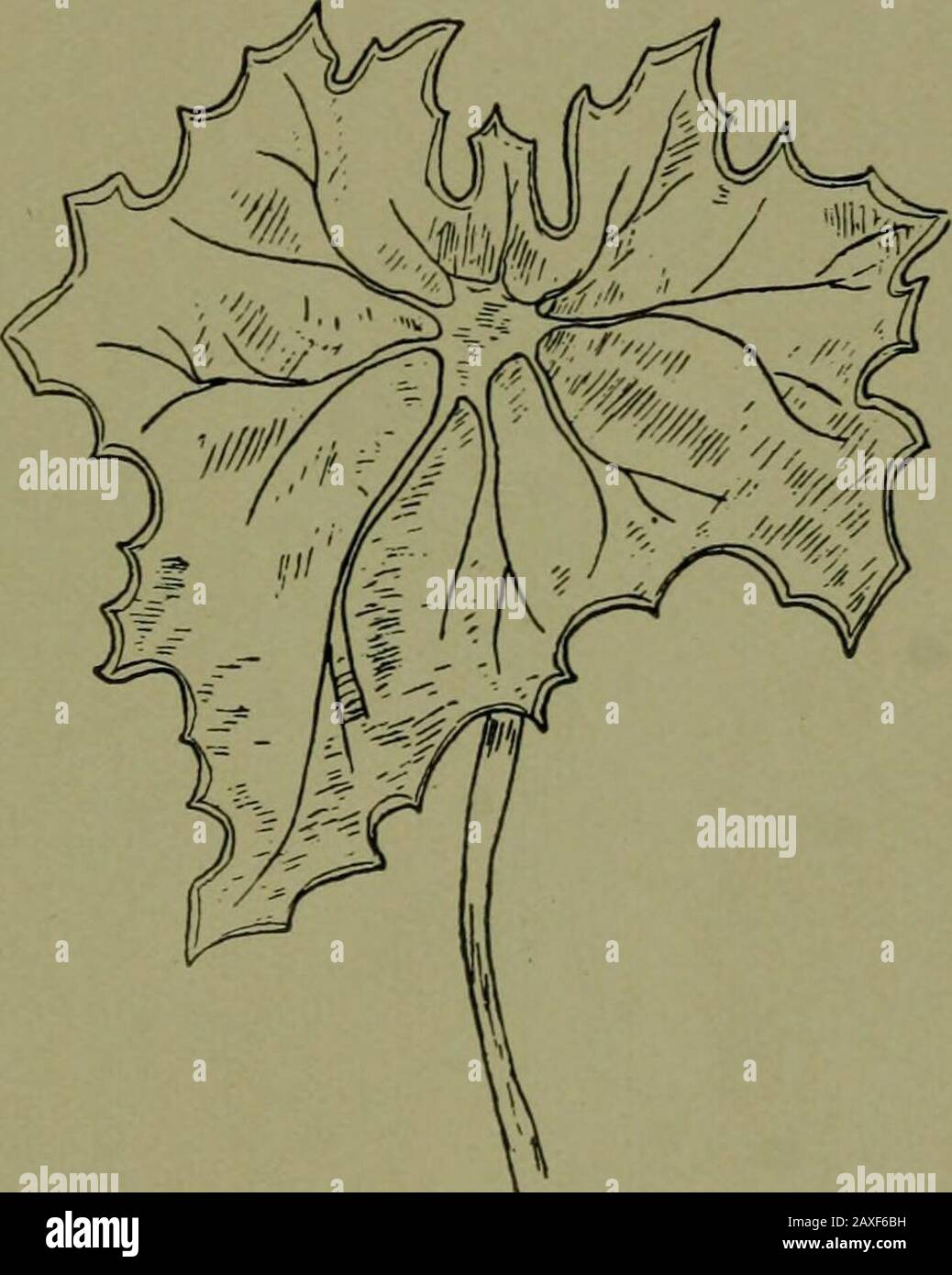 Plants and their ways in South Africa . Fig. 53.—Firmly bound leaf of Senecio sp. is quite unfolded. Examine young date leaves. They areplaited instead of rolled. When leaves are branched, the branching depends uponthe branching of the veins. In some leaves there is a strongcentral vein, from which other veins branch on either side asthe pinnae branch from the quill of a feather. Such venationis termed pinnate. Or several strong veins may start fromthe base or lower portion of the leaf, and the venation is saidto be palmate (hand-like). In most dicotyledons the prominent veins join each others Stock Photo